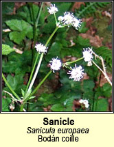 sanicle (bod�n cuille)