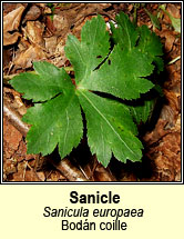 sanicle (bod�n cuille)