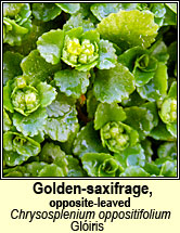 golden-saxifrage,opposite-leaved (gl�ris)
