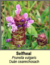 selfheal (du�n ceannchosach)