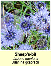 sheeps-bit (luibh an ghalair cam)