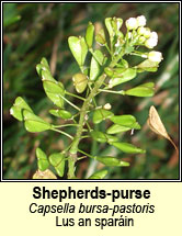 shepherds purse (lus an spar�in)