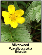 silverweed (brioscl�n)