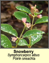 snowberry (p�ir�n sneachta)