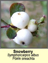 snowberry (p�ir�n sneachta)