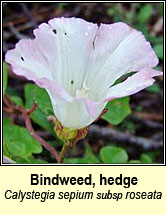 bindweed,hedge (ialus f�il)