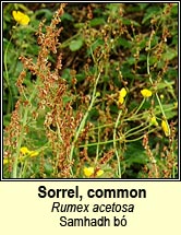 sorrel,common (samhdh b�)