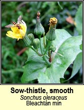 sow-thistle,smooth (bleacht�n m�n)