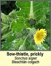 sow-thistle,prickly (bleacht�n colgach)