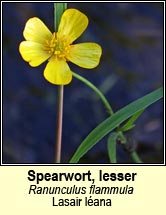 spearwort,lesser (glasair l�ana)