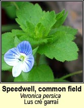 speedwell,common field (lus cr� garra�)