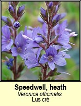 speedwell,heath (lus cr�)