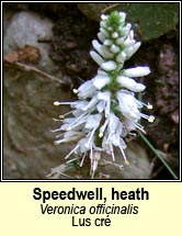 speedwell,heath (lus cr�)