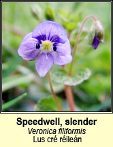 speedwell,slender (lus cr� r�ile�n)