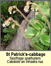 st patricks cabbage (cab�iste an mhada rua)