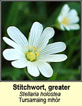 stitchwort,greater (tursain�n mh�r)