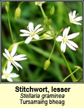 stitchwort,lesser (tursain�n)