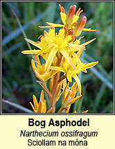 bog asphodel (sciollam na mon�)