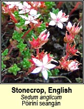 stonecrop,english (p�ir�n� seang�n)