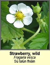 strawberry,wild (s� tal�n fhi�in)