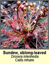sundew, oblong-leaved (cail�s mhuire)