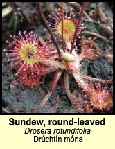 sundew,round-leaved (dr�icht�n na m�na)