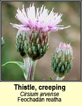thistle,creeping (feochad�n reatha)