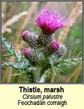 thistle,marsh (feochad�n corraigh)