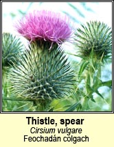 thistle,spear (feochad�n colgach)