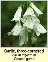 garlic,three-cornered (creamh garra�)
