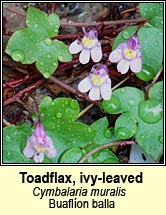 toadflax,ivy-leaved (lus l�n an fhalla)