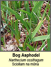 bog asphodel (sciollam na m�na)