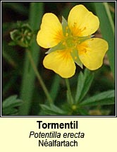 tormentil (N�alfartach)