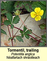 tormentil,trailing (n�alfartach shraoilleach)