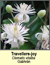 travellers-joy (gabhr�n)