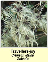 travellers-joy (gabhr�n)