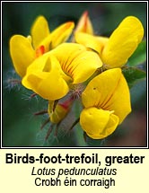 birds-foot-trefoil,greater (barr an mhisl�in)