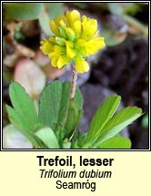 trefoil,lesser (seamr�g)