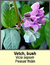 vetch,bush (peasair fhi�in)