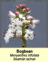 bogbean (bearn�n lachan)
