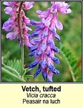 vetch,tufted (fise�nach thiubh)