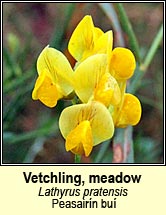 vetchling,meadow (pisbhu�)