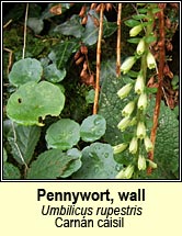 pennywort,wall (carn�n caisil)