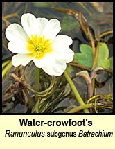 water-crowfoots (n�al uisce)