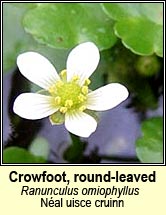 crowfoot,round-leaved (n�al uisce cruin)