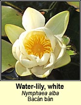 water lily (bac�n b�n)