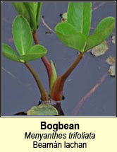 bogbean (bearn�n lachan)