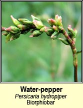 water-pepper (gl�ineach the)