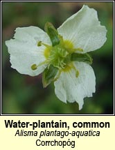 water=plantain,common (corrchop�g)