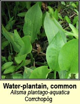 water=plantain,common (corrchop�g)